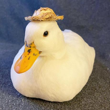 Github Beaumontlab Antonie Antonie Is An Integrated Robust - High Resolution Nature Designs for Desktop