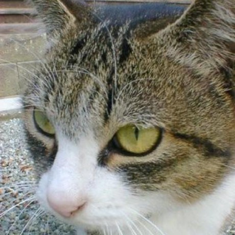 Shingo Ohki Shingo Ohki Github - Perfect Mobile Sunset Patterns | Free Download