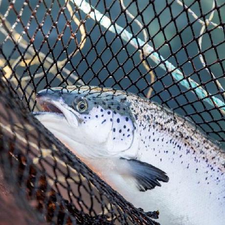 Cattle Nutrition Github - Download Creative Space Background | Desktop