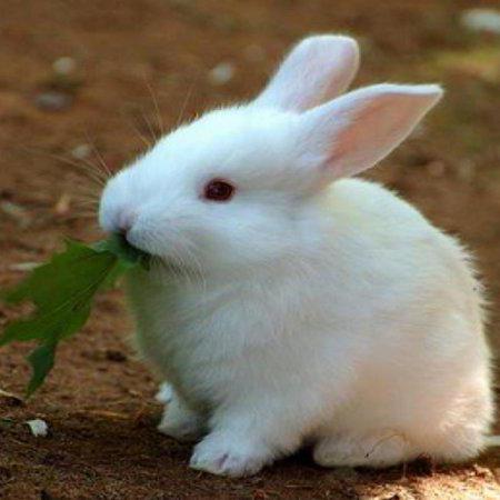 Chiang9 Jeffery Chiang Github - High Resolution Minimal Illustrations for Desktop