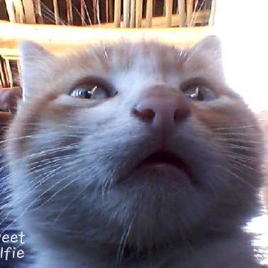 Faunin Github - Amazing Nature Photo - Full HD