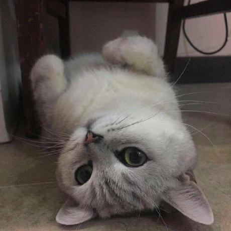 Github Chant Lee Chant Lee Github Io - Best Colorful Pictures in Mobile