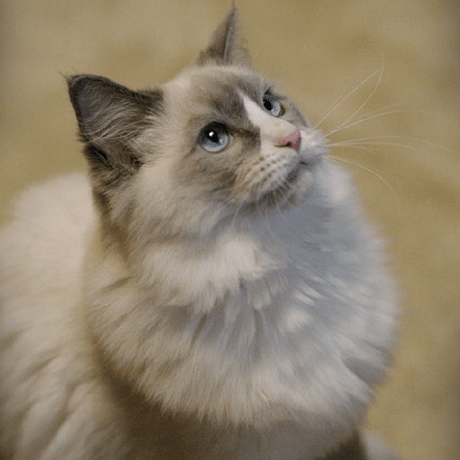 Akacmd Minda Chen Github - Elegant Geometric Picture - Mobile