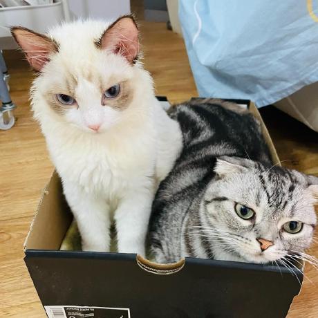 Github Meowtec Macaca Electron Test Sample Weibo - Premium Landscape Image Gallery - 4K