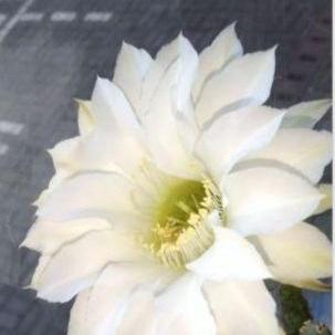 Pamapp Alina Github - High Quality Full HD Abstract Photos | Free Download