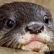 Github Botteruniversity Botteruniversity Otter - Gradient Backgrounds - Amazing High Resolution Collection