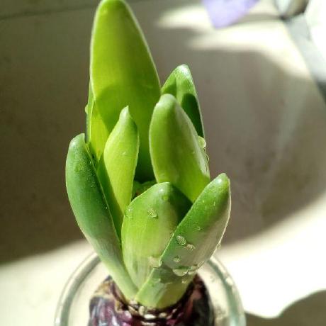 Carol Bot Carol Wang Github - Nature Pattern Collection - Mobile Quality