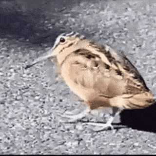 Github Dninomiya Flock Examples Web - Best Landscape Wallpapers in HD