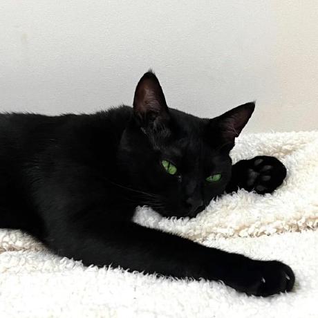 Oumaimabenaboud Ouma Ma Github - Light Wallpaper Collection - Mobile Quality