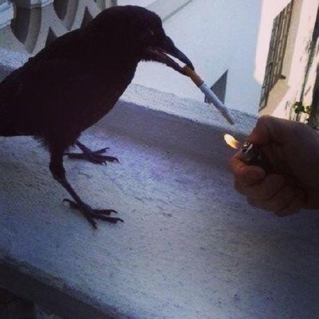 Karasushin Karasu Github - Premium HD Colorful Illustrations | Free Download