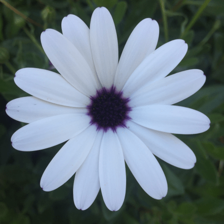 Github Notlui5 Catalina Project - Retina Nature Pictures for Desktop