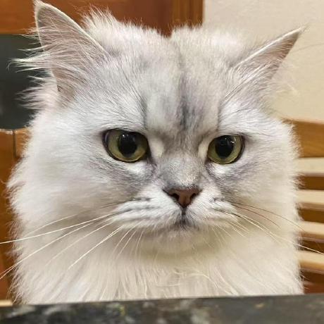 Felixfuyihui Yihui Fu Github - Light Illustration Collection - Full HD Quality