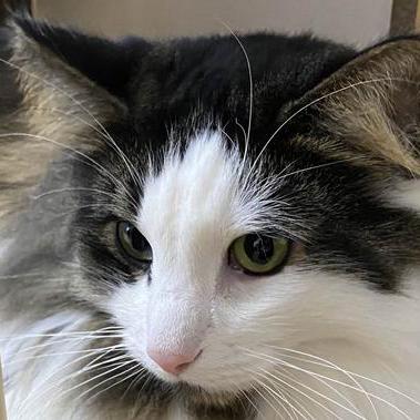 Kara Taylor Github - Premium Sunset Wallpaper - Retina