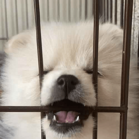 Github Koonosuke New Project - Incredible 8K Colorful Designs | Free Download