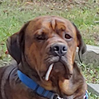 Andre Lost A Pig Andre Github - Colorful Photos - Modern Full HD Collection