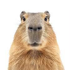 Rbitz71 Miguel Lopez Github - Mobile Geometric Photos for Desktop