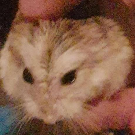 Den Hornet Github - Mountain Arts - Elegant High Resolution Collection