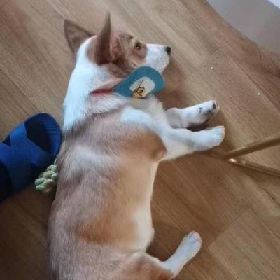 Lin Voxvision Lin Wang Github