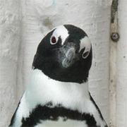 Uchiyama2025 Uchiyama Github - Amazing Nature Picture - HD