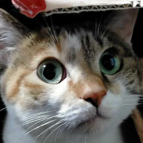 An Matsumoto Github - Download Amazing Gradient Background | 4K