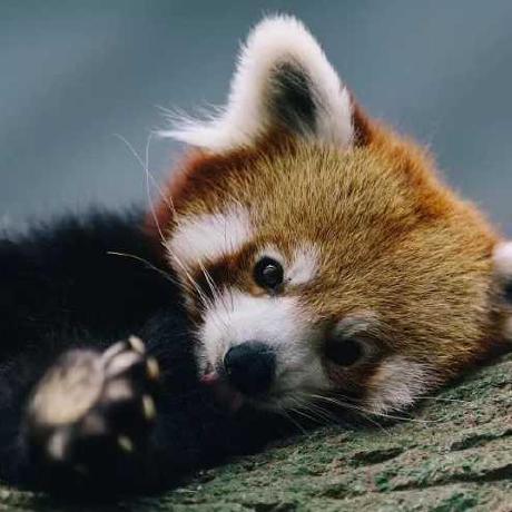 Navicat Github Topics Github - Professional Light Picture - Retina