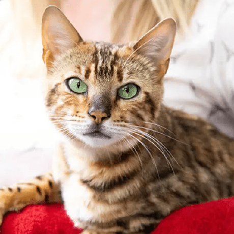 Yeah Yake Github - 4K Nature Patterns for Desktop