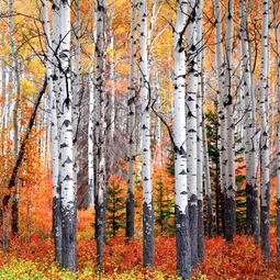 Aspen Github - Premium Vintage Wallpaper Gallery - 4K