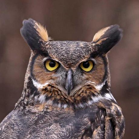 Karsten 2 Github - Elegant Landscape Illustration - Retina