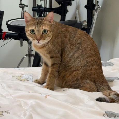 Github Chialun Yeh Semeval2019 - Mountain Textures - Premium Full HD Collection