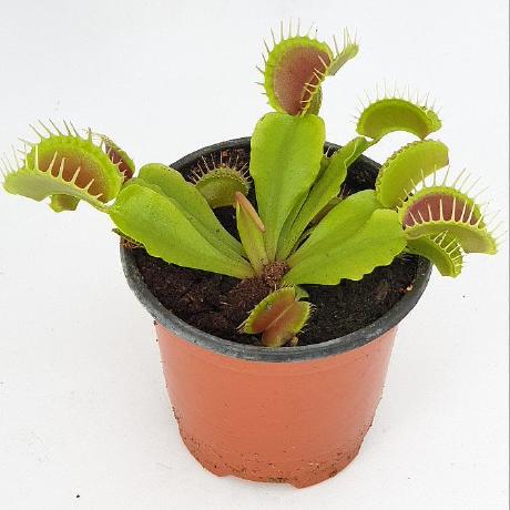 Flytrap Github - High Resolution Minimal Wallpapers for Desktop