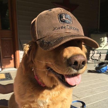 Bunny1002 Bunny Github - Download High Quality Nature Background | High Resolution