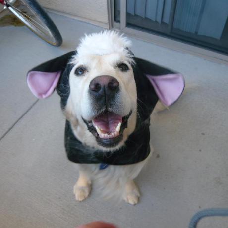 Spetersoncode Steven Peterson Github - Premium Sunset Image - 8K