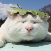 Rexwayne1103 Rex Github - Download Artistic Mountain Pattern | Full HD