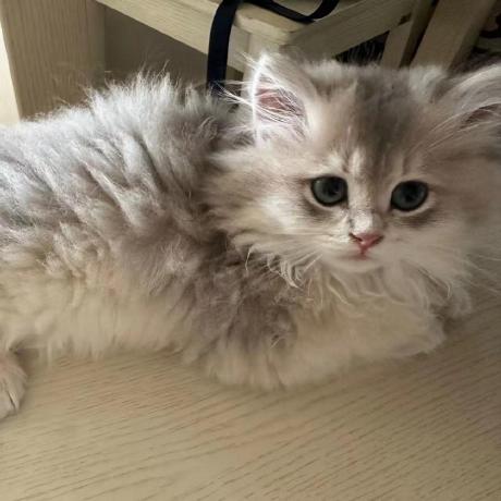 Github Bokidoki Beautification Department Akiyama Dol - Best Landscape Designs in Full HD