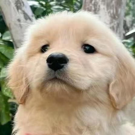 Github Liuhy 666 Astgcrn - Perfect Retina Abstract Images | Free Download