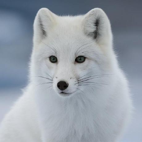 Noe Bbat Github - Download Classic Gradient Picture | High Resolution