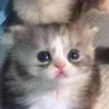 Louise Hartley Github - Download Incredible Vintage Pattern | Mobile