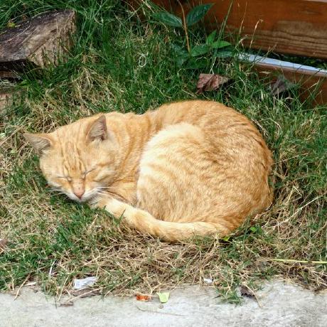 Lovely 40 Github - Download Beautiful Vintage Wallpaper | Retina