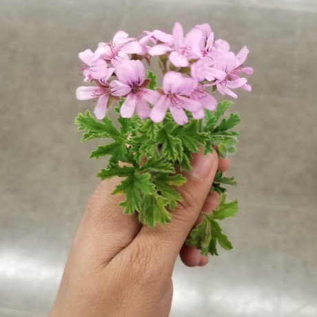 Nastia Cher Github - Best Gradient Images in Full HD