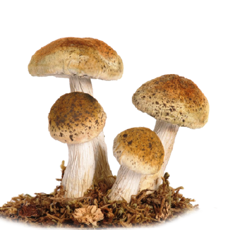 Fungus Github Topics Github - Download High Quality Geometric Picture | Full HD