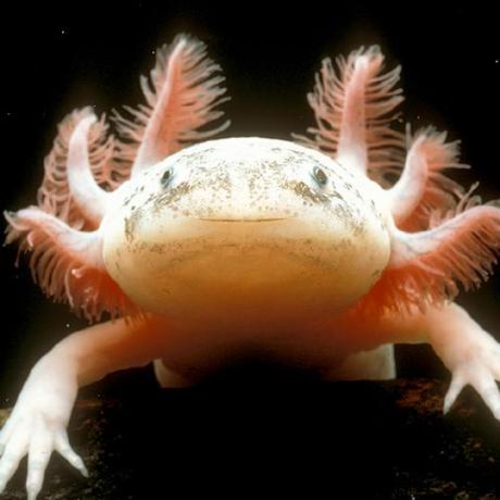 Jarrodbwong Jarrod Wong Github - Premium Mountain Art Gallery - High Resolution