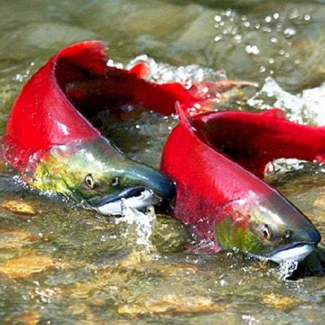 Fisheries And Oceans Canada Github - Gorgeous Vintage Image - Desktop