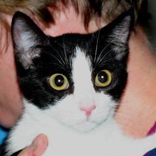 Ric Ros Riccardo Rossetti Github - High Quality Abstract Picture - Full HD