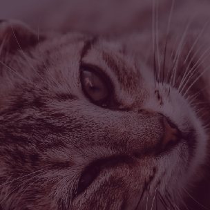 Ia Poggers Github - Best Landscape Textures in HD