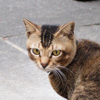 Ryota2416shiba Ryota Shiba Github - Perfect Ocean Wallpaper - 8K