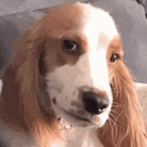 Github Riunoko10 Razas Perros - 8K Ocean Designs for Desktop