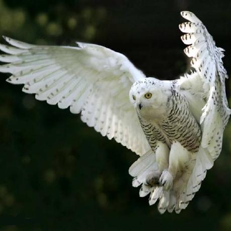 George Locke Github - Nature Photo Collection - HD Quality