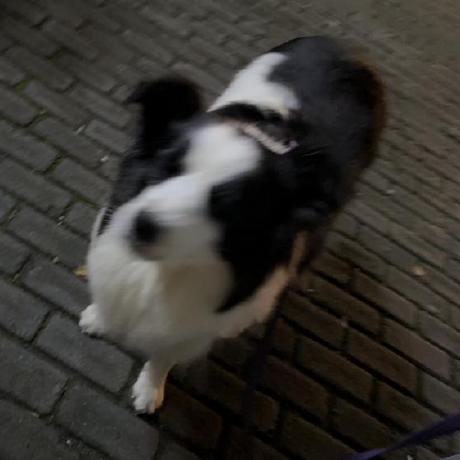 Jiaxun Li Jiaxun Jason Li Github - Download Professional Vintage Picture | Ultra HD