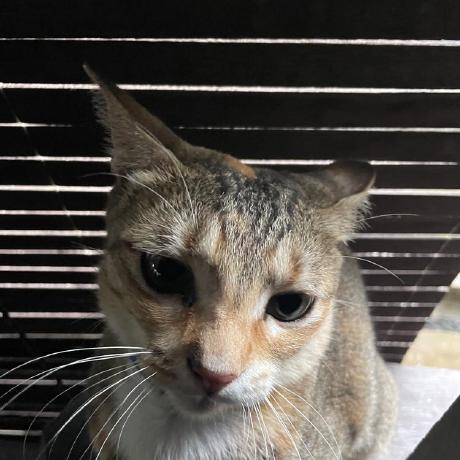 Bambi Oss Github - Ultra HD Landscape Wallpapers for Desktop