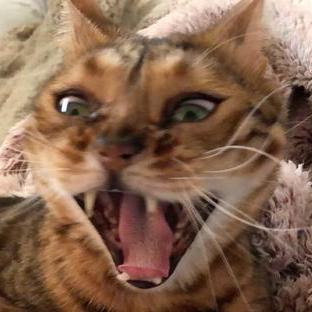 Chaddgill Chadd Gillmore Github - 4K Vintage Wallpapers for Desktop